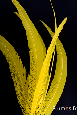 Faisan argenté - 60-70 cm - jaune